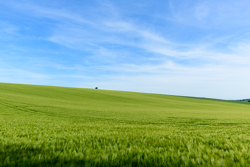This landscape photo was taken in Europe, in France, in Burgundy, in Nievre, towards Clamecy, in Spring. We see the wheat fields in the countryside, under the sun.