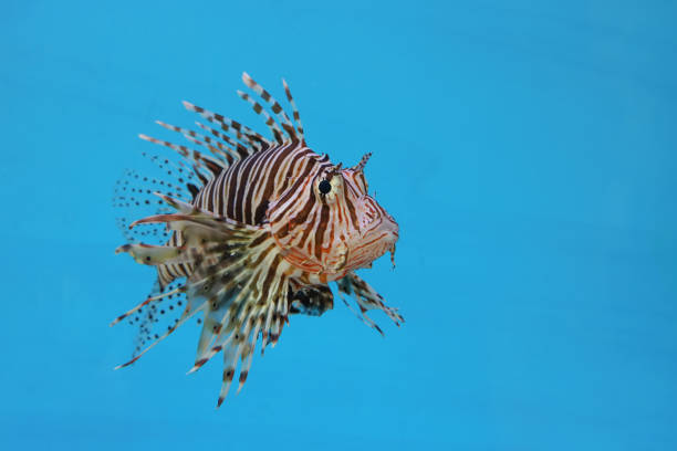 The red lion fish in water on blue background