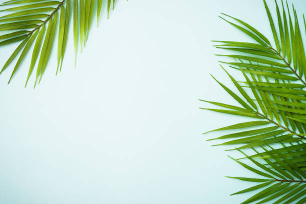 istock Palm leaves on blue background. 1929556750