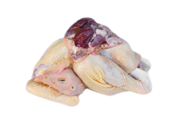 fresh raw chicken and internal organ, prepared for cooking - animal internal organ imagens e fotografias de stock