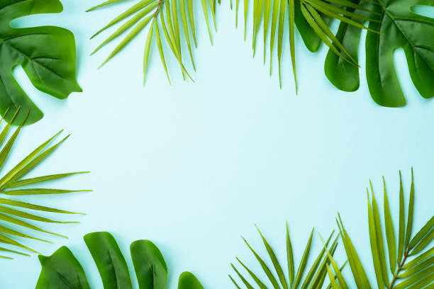 istock Tropical leaves, palm leaves and monstera on blue background. 1929563127