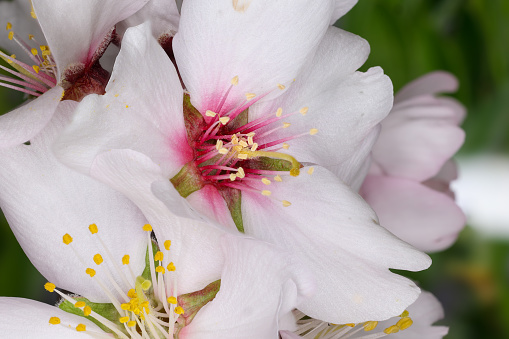 almond blossom isolated in macro photography