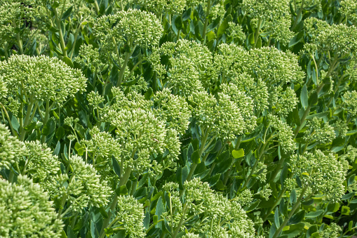 A fully bloomed white onion flower in front of a green bokeh background with copy space