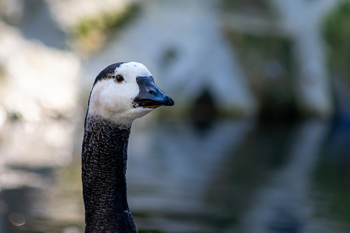 The goose has a long neck and a small head and the one in the photo is black and white