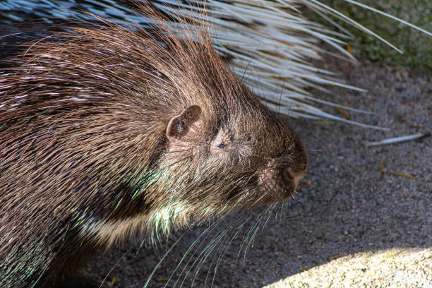 istock Closeup of a porcupine 1929576323