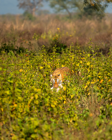 wild female bengal tiger or panthera tigris with spotted deer or chital kill neck in jaws mouth with eye contact in natural green field terai region forest jim corbett national park uttarakhand india