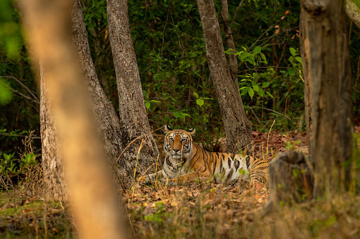 wild female royal bengal tiger or panthera tigris sitting deep in natural green scenic forest during winter season safari in bandhavgarh national park forest tiger reserve madhya pradesh india