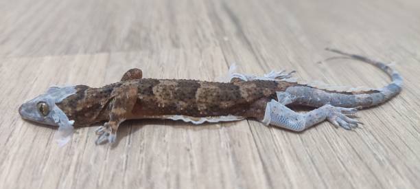 istock Gecko and your skin 1929579534