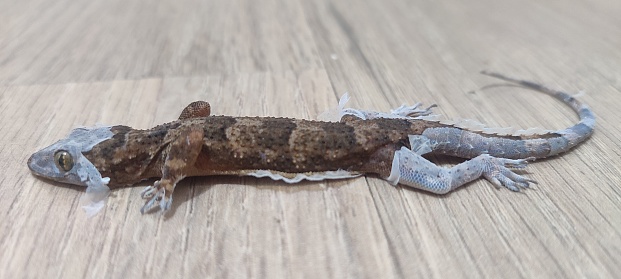 A lizard takes a moment to rest on a warm brick wall.