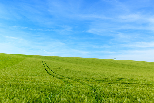 A path/farm track crosses a vast field of golden barley in the Chiltern Hills, Buckinghamshire. In the distance can be seen the old town of Amersham.