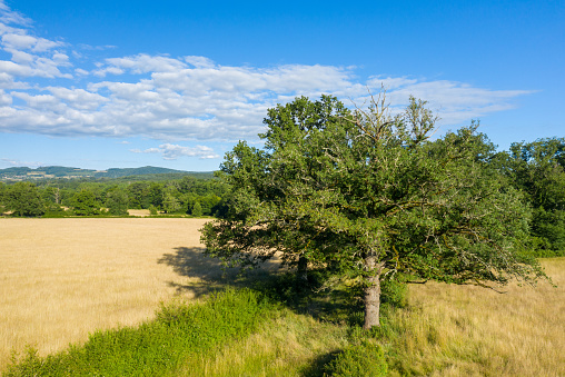 This landscape photo was taken in Europe, in France, in Burgundy, in Nievre, near Chateau Chinon, in summer. We see the green countryside with its forests and fields, under the Sun.