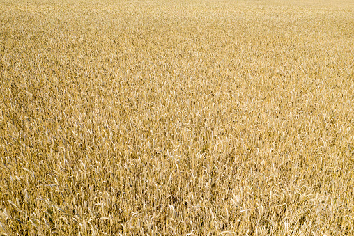 Spring Wheat Field-Hamilton County Indiana