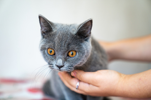 A closeup shot of a blue British Shorthair cat with wide-open eyes