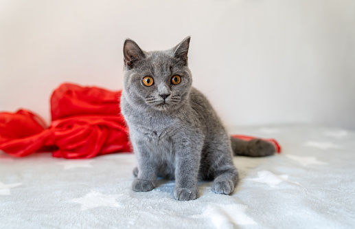A closeup shot of a blue British Shorthair cat with wide-open eyes