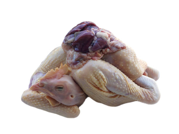 fresh raw chicken and internal organ, prepared for cooking, - animal internal organ imagens e fotografias de stock