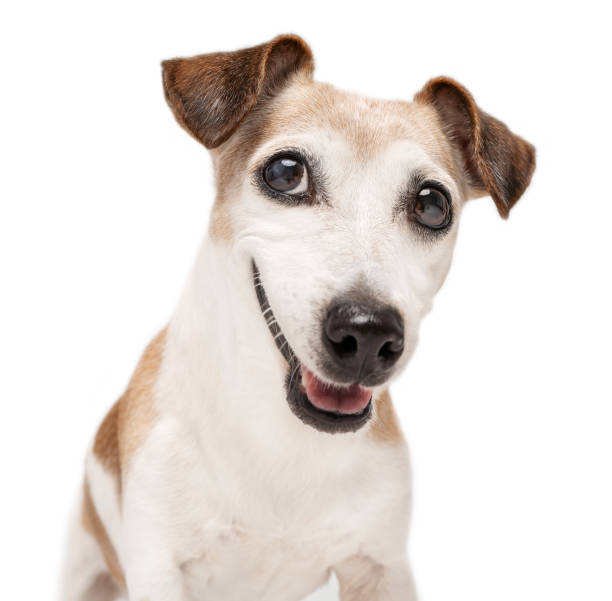 istock Dog smiling face looking at camera with cunning curiosity and enthusiasm 1929626446