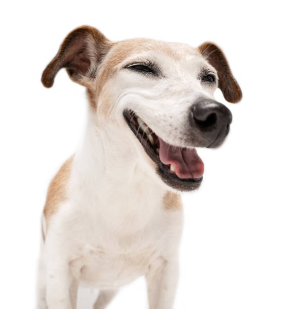 istock Happy smiling relaxed dog face on white background with closed eyes 1929626911