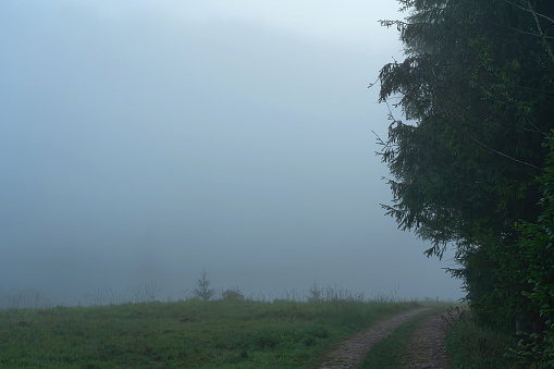 Morning fog. The edge of the forest is separated from the meadow by a dirt road.
