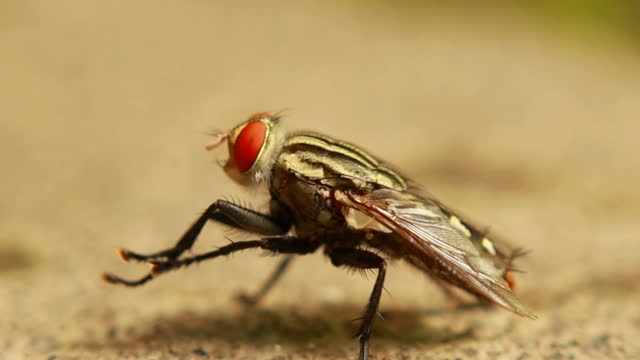 Musca domestica or housefly