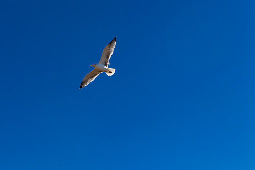 Photo of Flying seagull on blue background