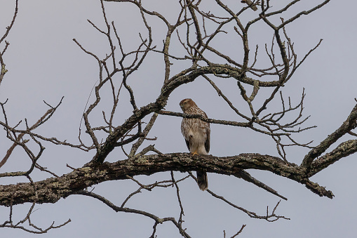 Juvenile Cooper's Hawk perched on a tree branch in the Delaware Water Gap National Recreation Area