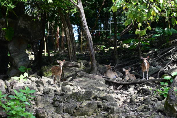 istock Herd of deer in the zoo 1929644240