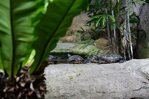 Turtles' livelihoods during the festival