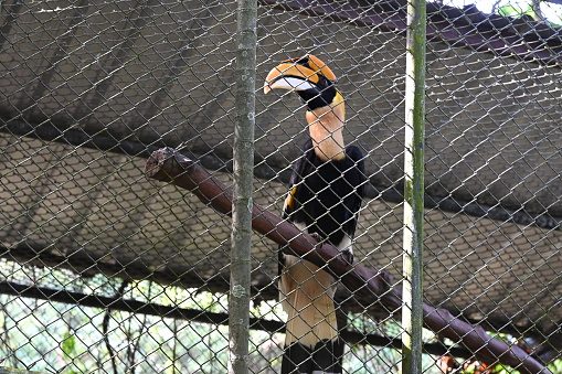 A hornbill flies and plays in a cage at the zoo.