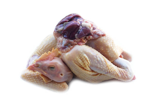 fresh raw chicken and internal organ, prepared for cooking, - animal internal organ imagens e fotografias de stock