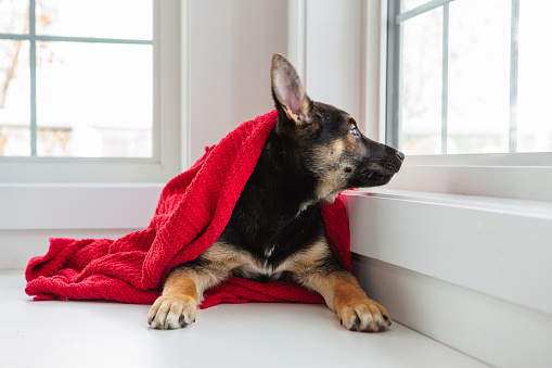 3 months old german shepherd dog wrapped in red blanket in front of window bench