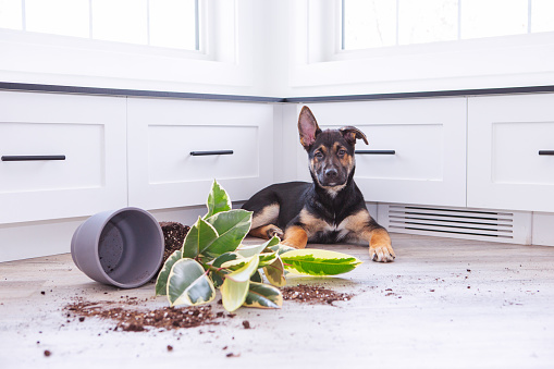 3 months old german shepherd dog knock over indoor house rubber plant