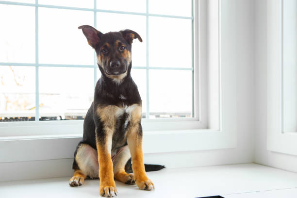 istock Puppy window portrait 1929662856