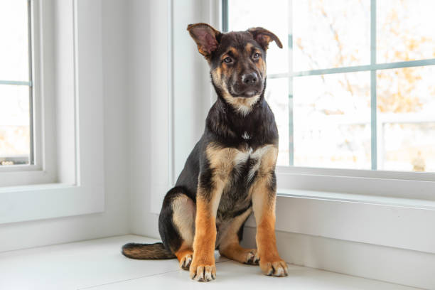 istock Puppy window portrait 1929663918