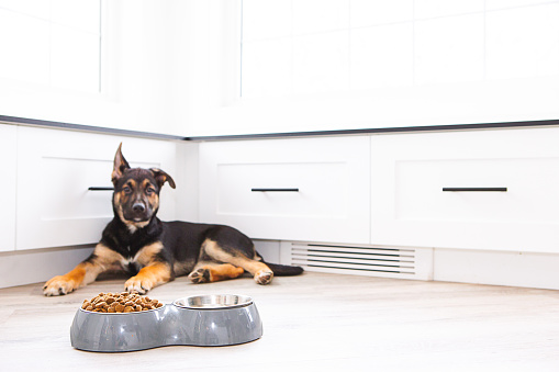 3 months old german shepherd dog laying on hardwood floor at home with dog food bowl