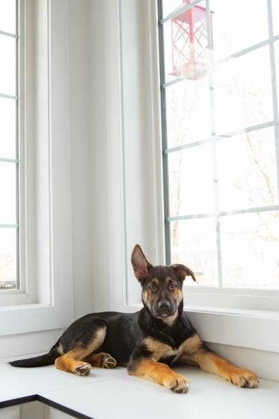 istock Puppy window portrait 1929664463