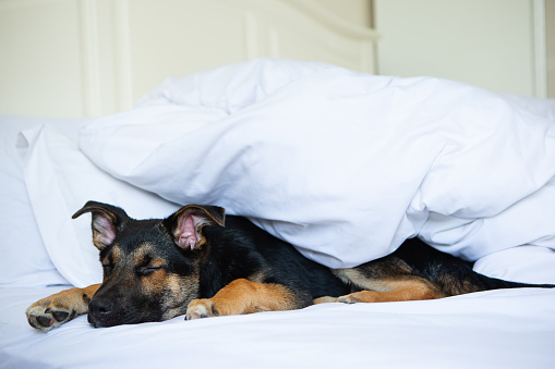 3 months old german shepherd puppy napping in white bedroom