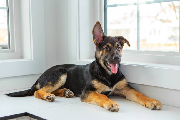 istock Puppy window portrait 1929666658