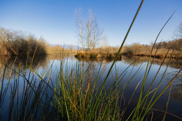 Swamp in winter with grass in the foreground.