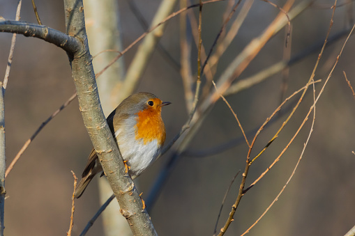 Robin perched on a wooden branch log.