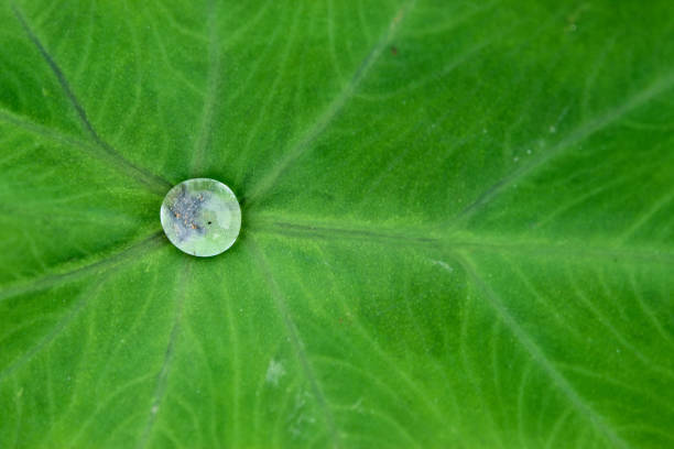 istock water droplets on taro leaves 1929679022