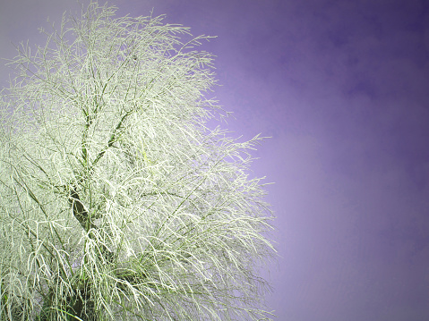White Frost In Winter - Willow Tree In Front Of Clear Purple Sky