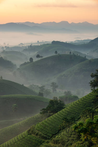 istock Sunrise on Long Coc tea hill, Phu Tho province, Vietnam. 1929693886