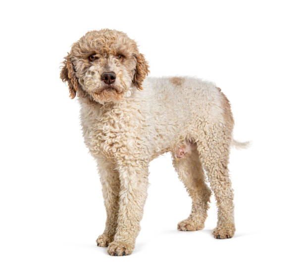 istock Lagotto Romagnolo dog, isolated on white 1929697026