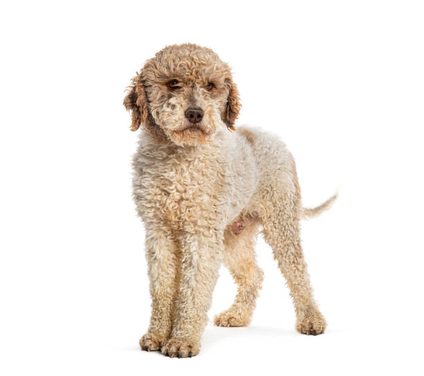 Lagotto Romagnolo dog, isolated on white