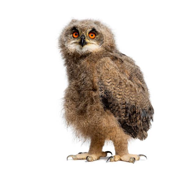 istock One month Eurasian Eagle-Owl chick, Bubo bubo, looking at the camera, isolated on white 1929697554