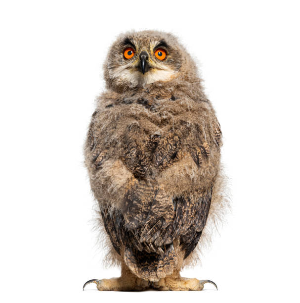 istock Back view on a One month Eurasian Eagle-Owl chick turning his head towards the camera, isolated on white 1929697560