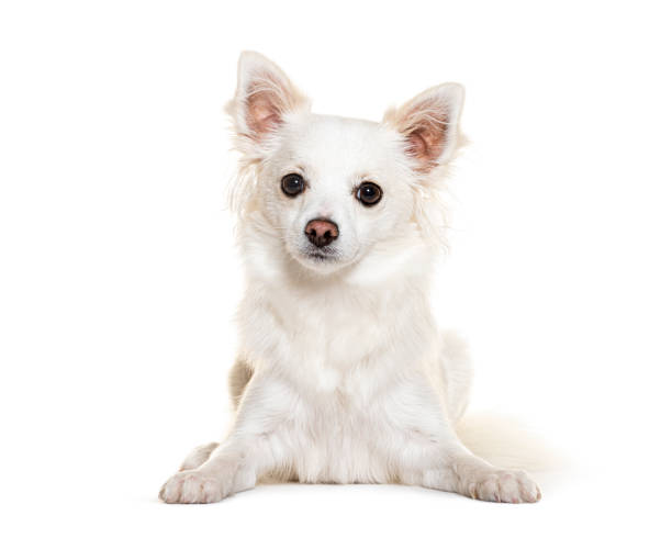 istock Chihuahua looking at the camera lying down in front of a white background 1929700182