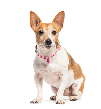 Jack Russell Terrier wearing a pink pearl necklace, Isolated on white