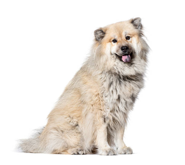 istock Profile portrait of a Eurasier dog, Isolated on white 1929702833