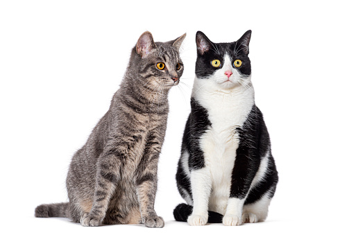 two Crossbreed cats, isolated on white